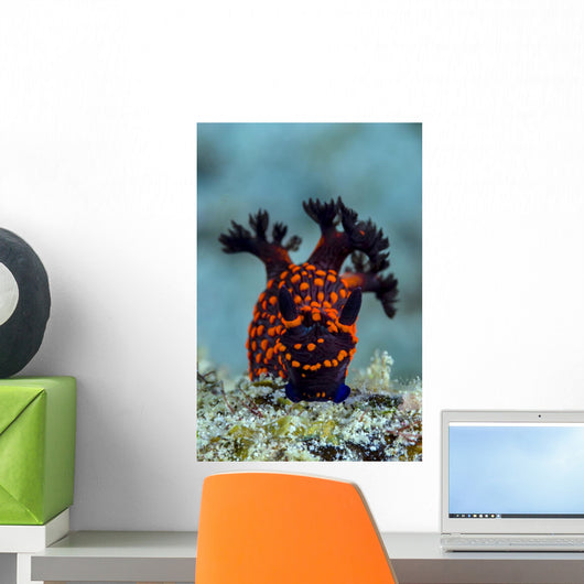 Nembrotha Nudibranch Milne Bay Vertical Wall Decal