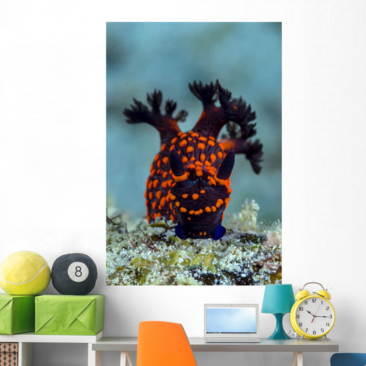 Nembrotha Nudibranch Milne Bay Vertical Wall Decal