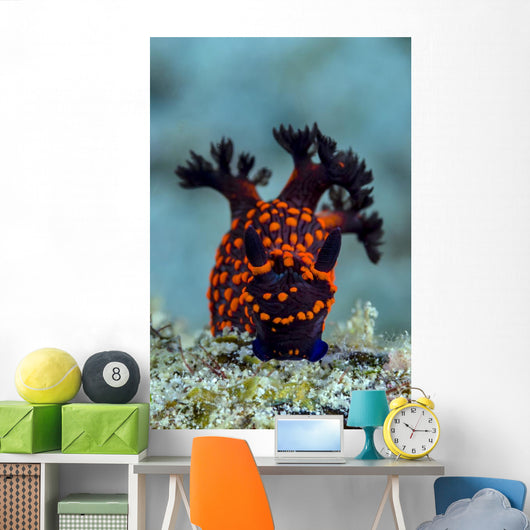 Nembrotha Nudibranch Milne Bay Vertical Wall Decal