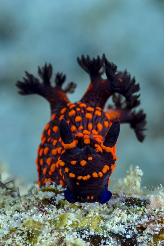 Nembrotha Nudibranch Milne Bay Vertical Wall Decal