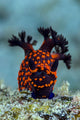 Nembrotha Nudibranch Milne Bay Vertical Wall Decal