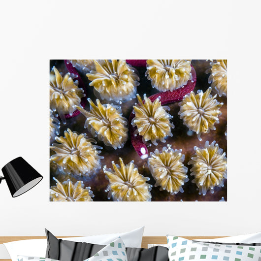 Unknown Pipefish Milne Bay Wall Decal