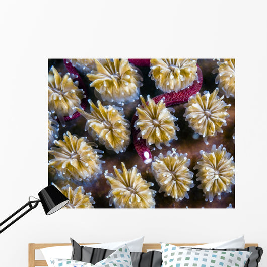 Unknown Pipefish Milne Bay Wall Decal