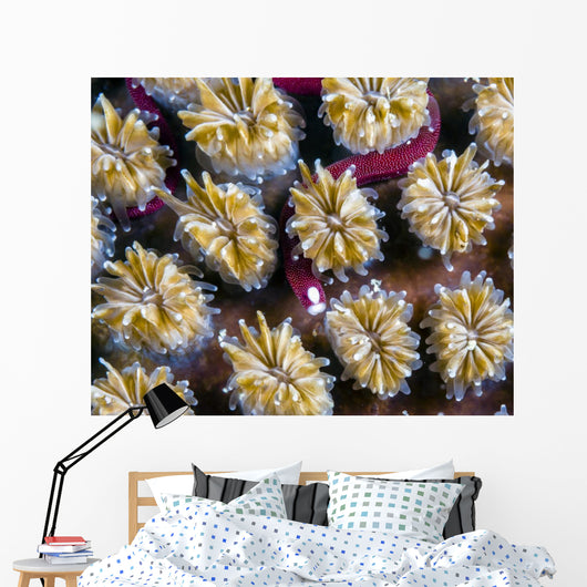 Unknown Pipefish Milne Bay Wall Decal