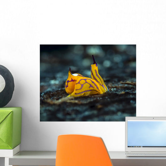 Tiny Siphopteron Tigrinum Headshield Wall Decal