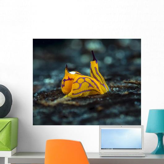 Tiny Siphopteron Tigrinum Headshield Wall Decal