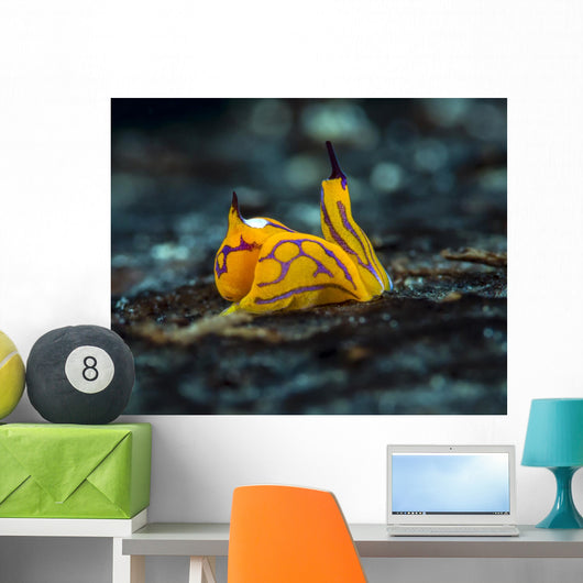 Tiny Siphopteron Tigrinum Headshield Wall Decal