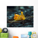 Tiny Siphopteron Tigrinum Headshield Wall Decal