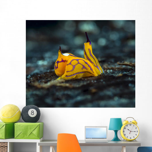 Tiny Siphopteron Tigrinum Headshield Wall Decal