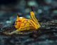 Tiny Siphopteron Tigrinum Headshield Wall Decal