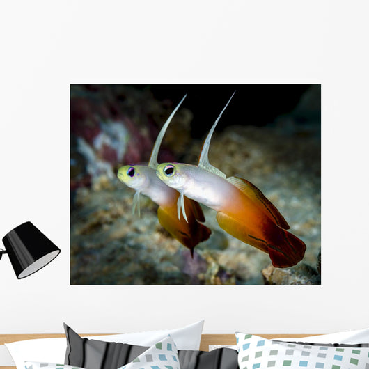 Pair Fire Dartfish Milne Wall Decal