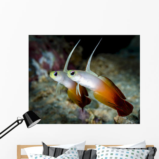 Pair Fire Dartfish Milne Wall Decal