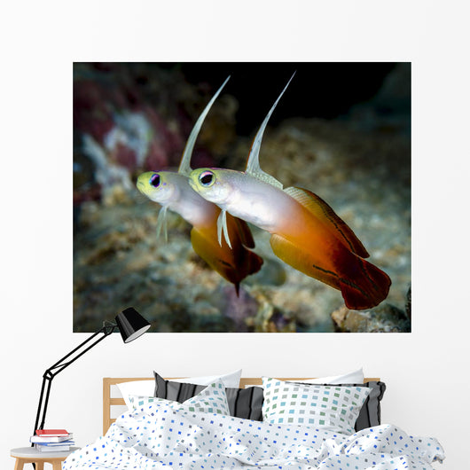 Pair Fire Dartfish Milne Wall Decal