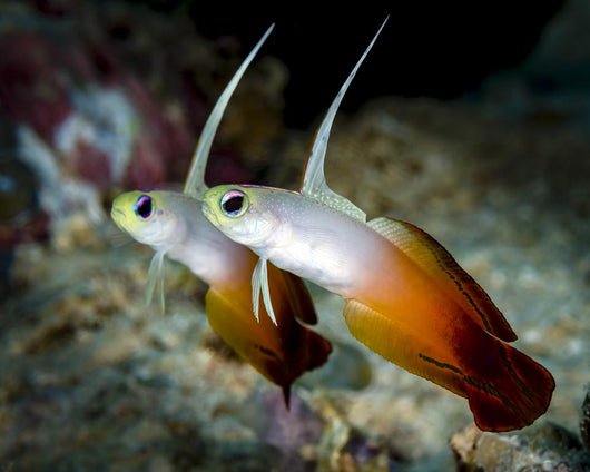 Pair Fire Dartfish Milne Wall Decal