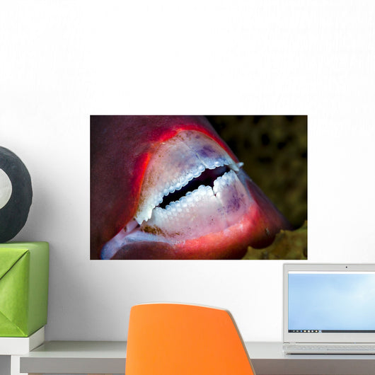 Close-up Parrotfish Teeth Milne Wall Decal