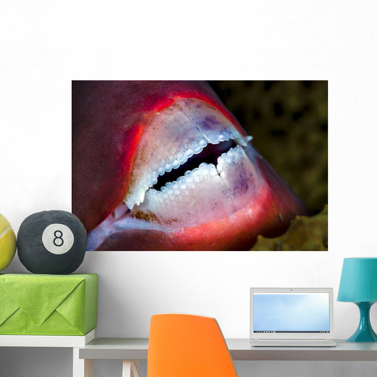 Close-up Parrotfish Teeth Milne Wall Decal
