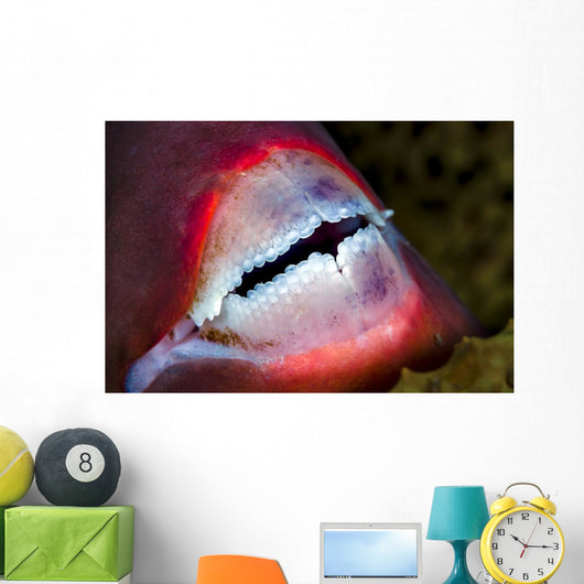 Close-up Parrotfish Teeth Milne Wall Decal