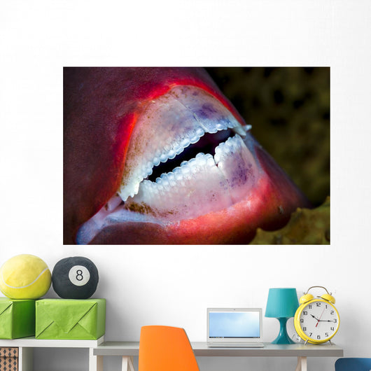 Close-up Parrotfish Teeth Milne Wall Decal