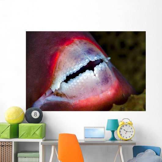 Close-up Parrotfish Teeth Milne Wall Decal