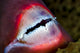 Close-up Parrotfish Teeth Milne Wall Decal