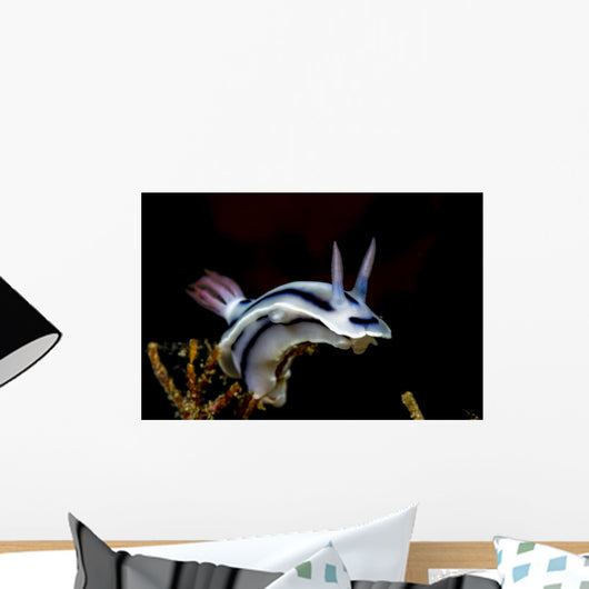 Loch's Chromodoris Nudibranch Milne Wall Decal