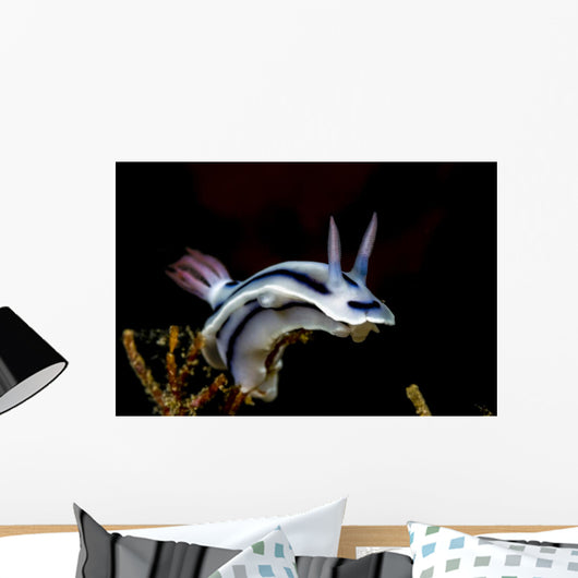 Loch's Chromodoris Nudibranch Milne Wall Decal