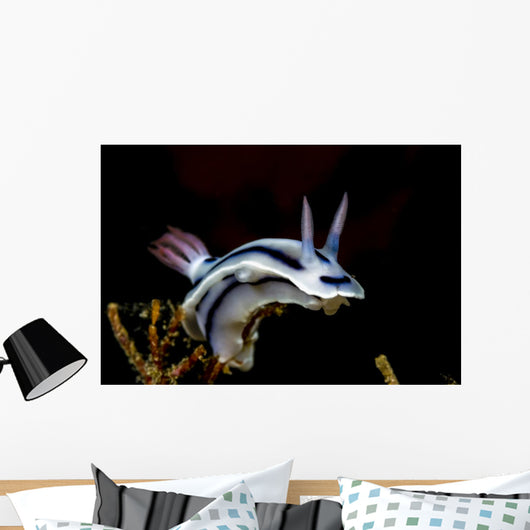Loch's Chromodoris Nudibranch Milne Wall Decal