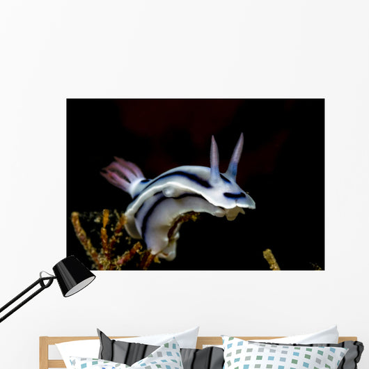 Loch's Chromodoris Nudibranch Milne Wall Decal