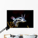 Loch's Chromodoris Nudibranch Milne Wall Decal