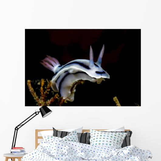 Loch's Chromodoris Nudibranch Milne Wall Decal