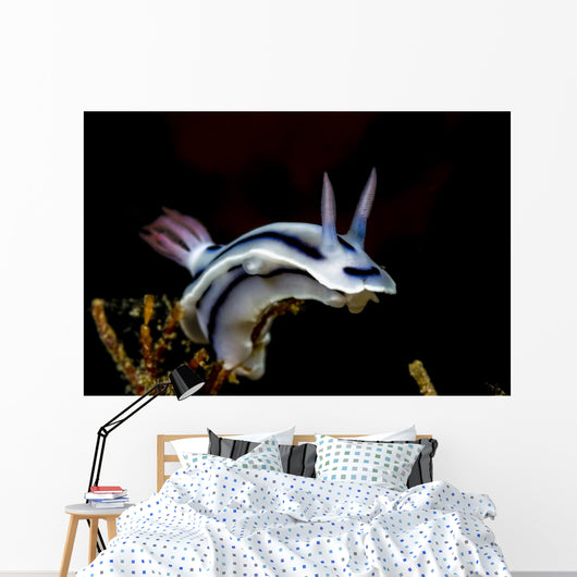 Loch's Chromodoris Nudibranch Milne Wall Decal