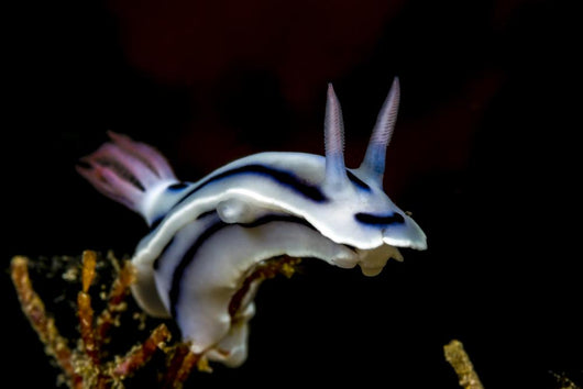Loch's Chromodoris Nudibranch Milne Wall Decal
