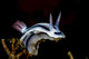 Loch's Chromodoris Nudibranch Milne Wall Decal