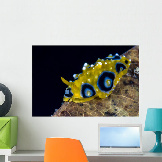 Ocellated Phyllidia Nudibranch Milne Wall Decal