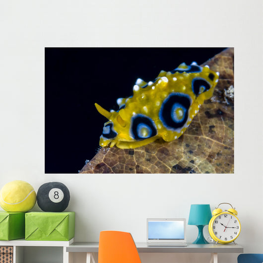 Ocellated Phyllidia Nudibranch Milne Wall Decal