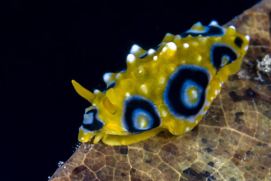 Ocellated Phyllidia Nudibranch Milne Wall Decal