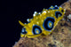 Ocellated Phyllidia Nudibranch Milne Wall Decal