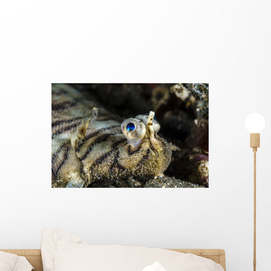 Eyes Common Sole Flatfish Wall Decal