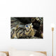 Eyes Common Sole Flatfish Wall Decal