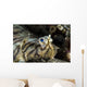 Eyes Common Sole Flatfish Wall Decal