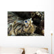 Eyes Common Sole Flatfish Wall Decal