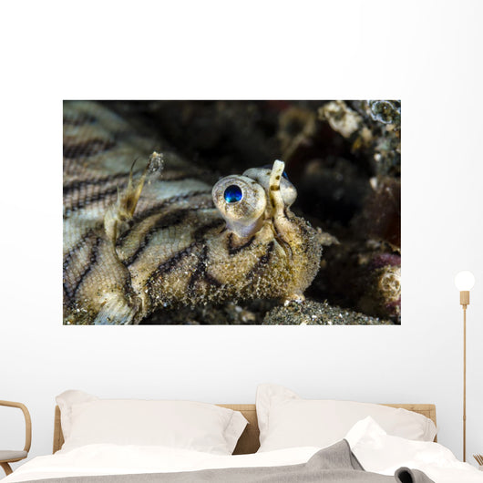 Eyes Common Sole Flatfish Wall Decal
