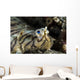 Eyes Common Sole Flatfish Wall Decal