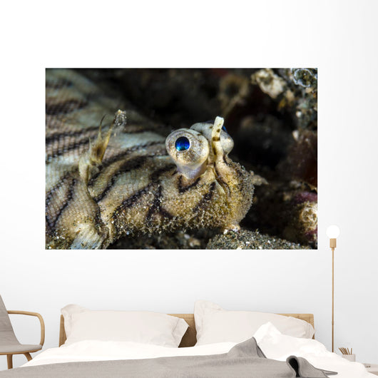 Eyes Common Sole Flatfish Wall Decal