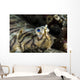 Eyes Common Sole Flatfish Wall Decal