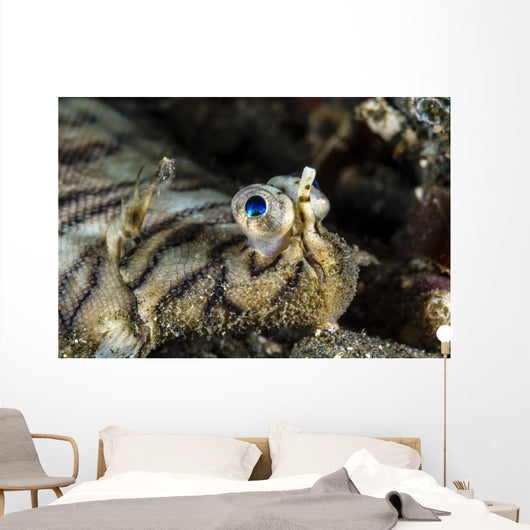 Eyes Common Sole Flatfish Wall Decal