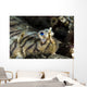 Eyes Common Sole Flatfish Wall Decal
