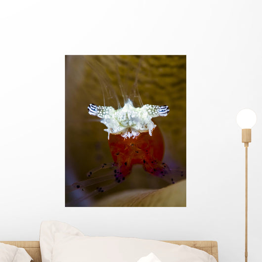 Mushroom Coral Shrimp Milne Wall Decal