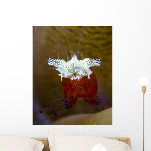 Mushroom Coral Shrimp Milne Wall Decal