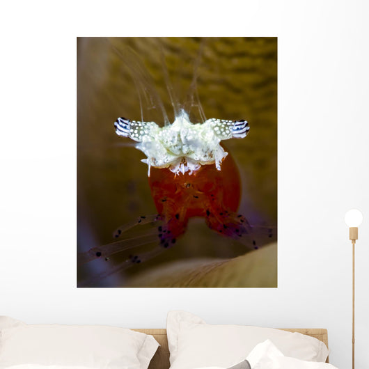Mushroom Coral Shrimp Milne Wall Decal